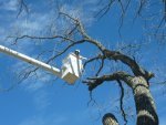 Patriot Tree Service - 3