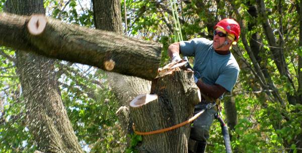 Jason's Tree Service